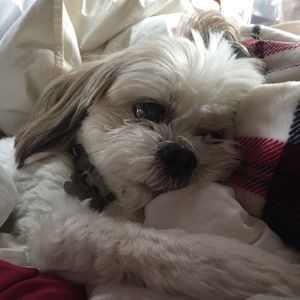 Meet your Posher, Peter